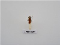 藏品(緋艷細頸天牛)的圖片